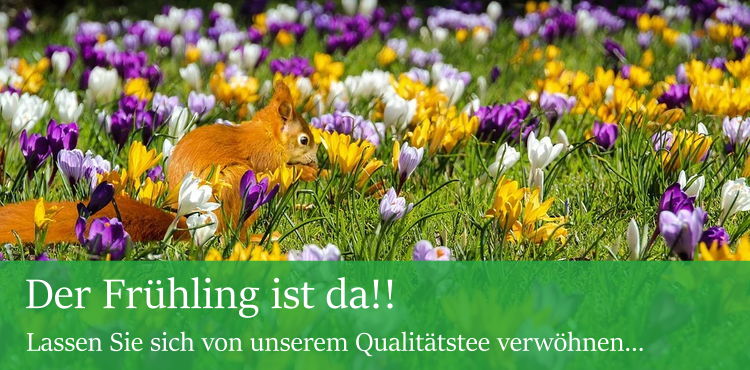 Frühling Sommer Herbst Winter Teehaus Giessen